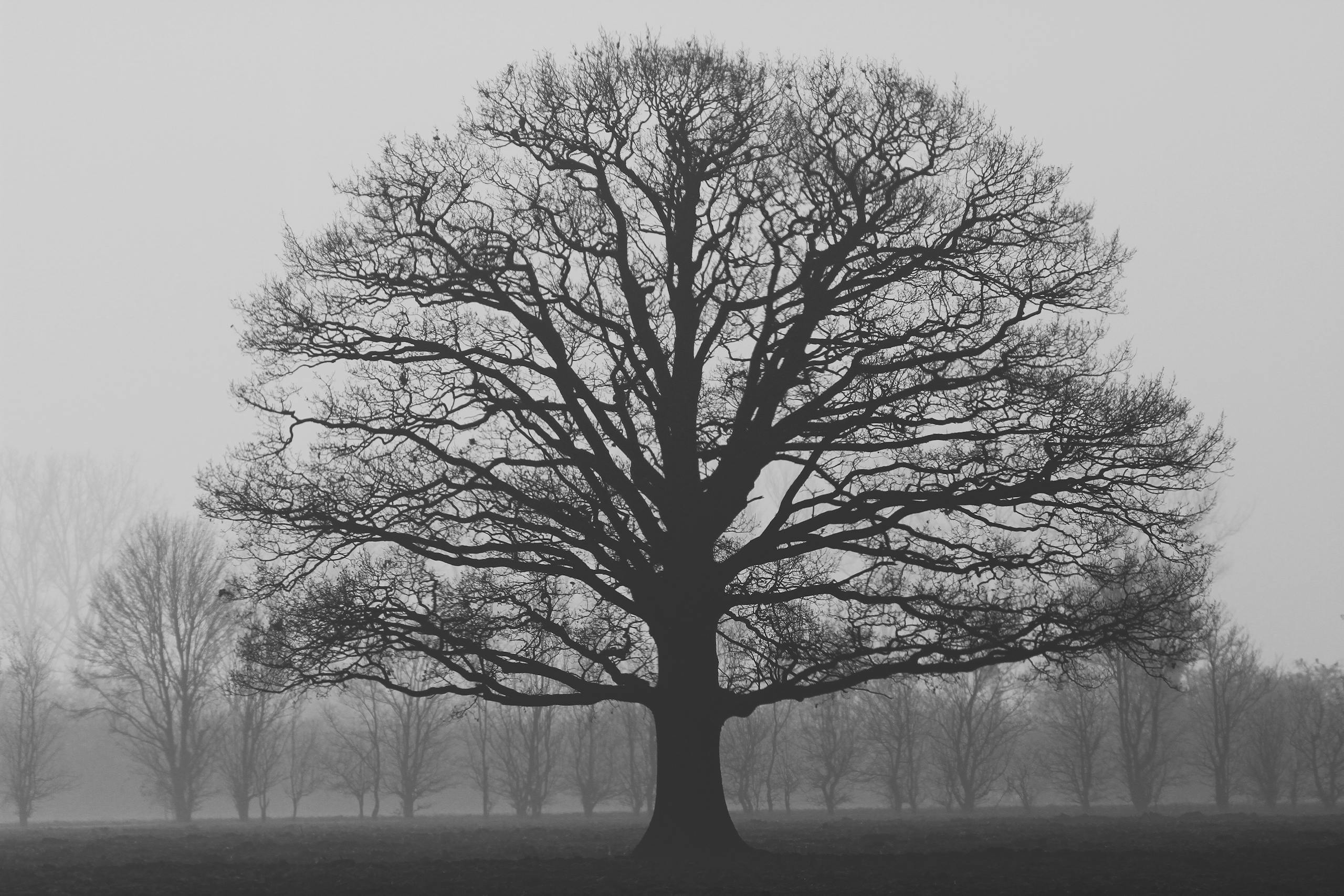 Single oak tree in a misty field representing calm stability and endurance