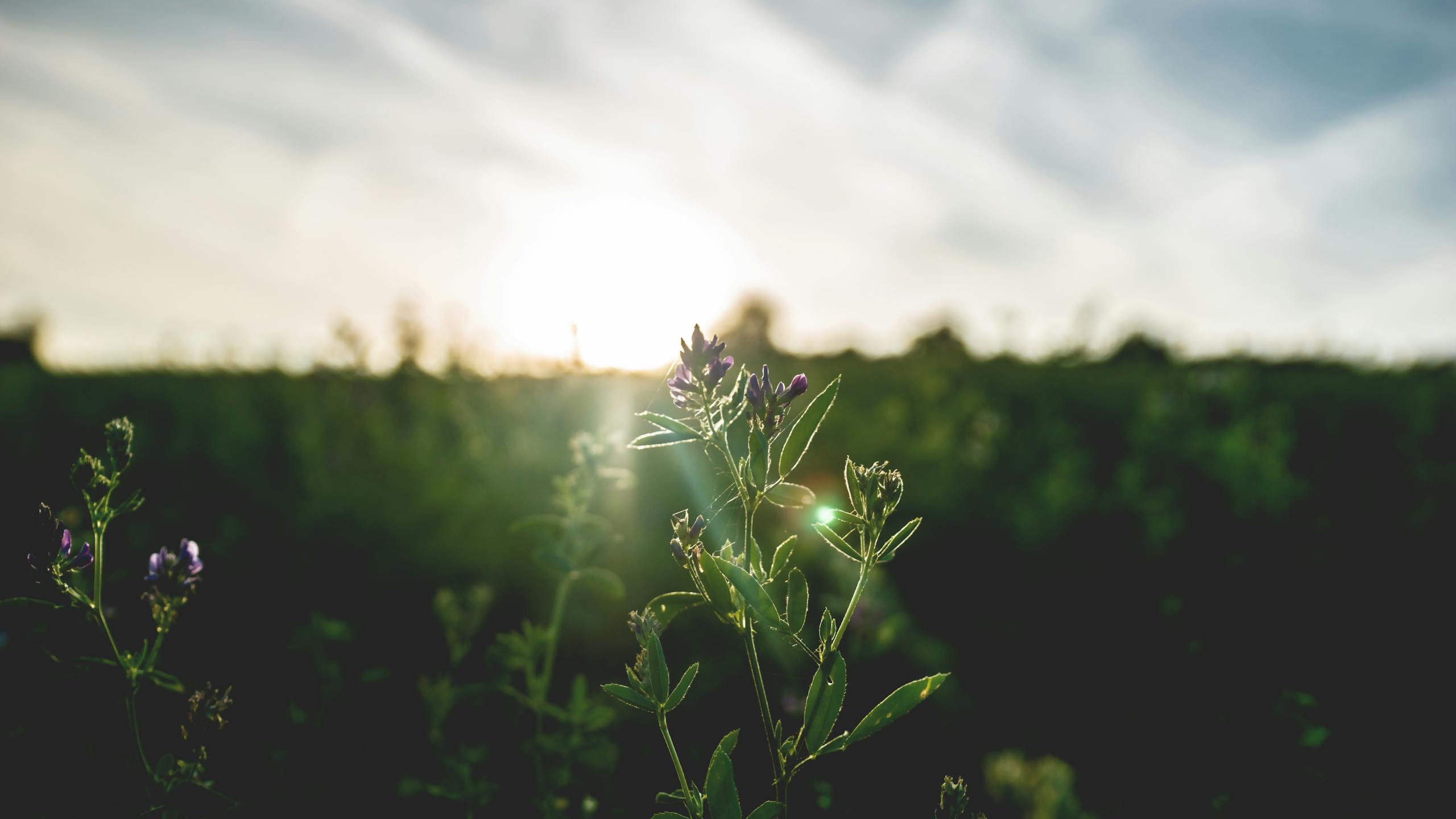 Peaceful sunrise scene representing natural circadian rhythm and morning light exposure
