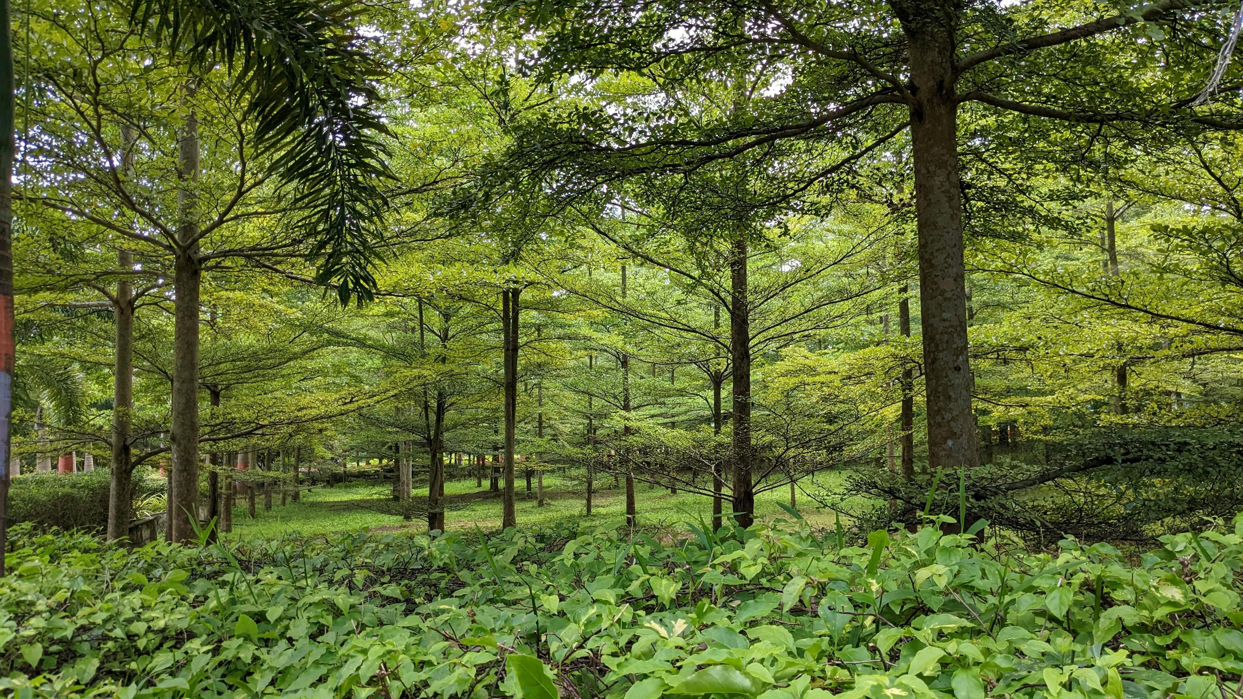Tall trees in peaceful forest setting representing natural wellness and outdoor recovery